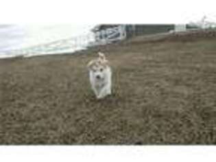 Alaskan Malamute Puppy for sale in Great Falls, MT, USA