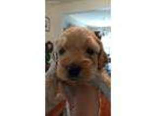 Cock-A-Poo Puppy for sale in Wappingers Falls, NY, USA