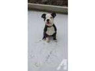 Olde English Bulldogge Puppy for sale in PORTLAND, OR, USA