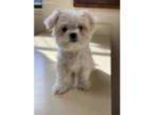 Maltese Puppy for sale in Billings, MT, USA