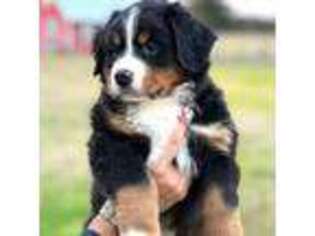 Bernese Mountain Dog Puppy for sale in Midlothian, TX, USA