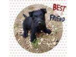 Scottish Terrier Puppy for sale in Bovey, MN, USA