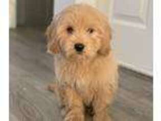 Goldendoodle Puppy for sale in Sylmar, CA, USA