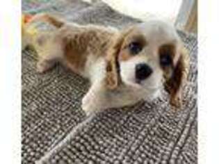 Cavalier King Charles Spaniel Puppy for sale in Wewoka, OK, USA