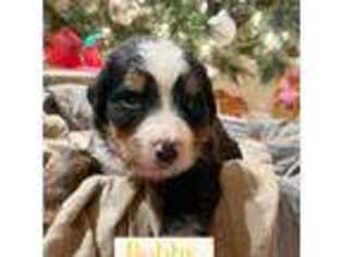 Bernese Mountain Dog Puppy for sale in Benton, KY, USA