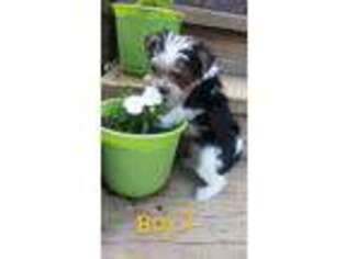 Yorkshire Terrier Puppy for sale in Louisville, KY, USA
