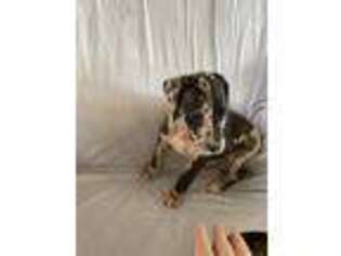 Great Dane Puppy for sale in Marcellus, MI, USA