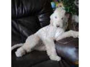 Bedlington Terrier Puppy for sale in Rapid City, SD, USA