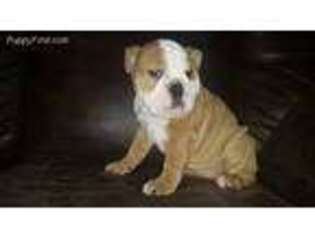 Bulldog Puppy for sale in Somerset, KY, USA