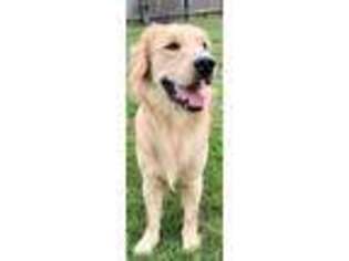 Golden Retriever Puppy for sale in Canaan, ME, USA