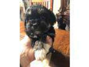 Havanese Puppy for sale in Conroe, TX, USA