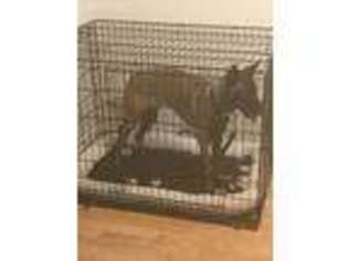 Belgian Malinois Puppy for sale in Bowie, MD, USA