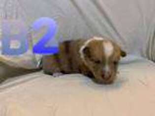 Pembroke Welsh Corgi Puppy for sale in Saxon, WI, USA