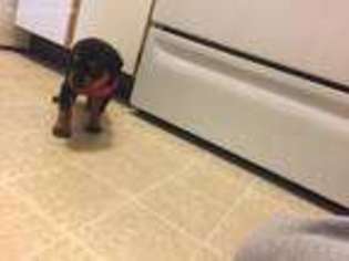 Rottweiler Puppy for sale in Round Lake, IL, USA