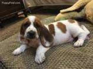 Basset Hound Puppy for sale in Colton, OR, USA