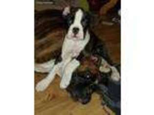 Boxer Puppy for sale in Atwater, OH, USA