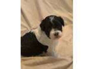Havanese Puppy for sale in Buford, GA, USA