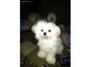Maltese Puppy for sale in Warner Robins, GA, USA