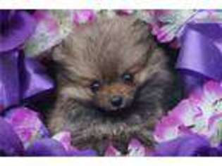 Pomeranian Puppy for sale in Decatur, AL, USA