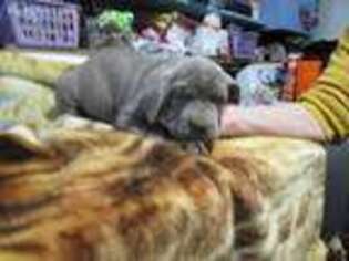 Neapolitan Mastiff Puppy for sale in Brunswick, OH, USA