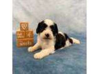 Cavapoo Puppy for sale in Marysville, CA, USA