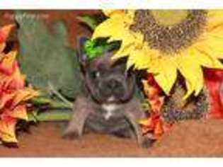 French Bulldog Puppy for sale in Paradise, TX, USA