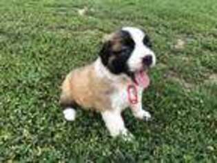 Saint Bernard Puppy for sale in East Earl, PA, USA
