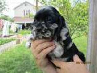 Cocker Spaniel Puppy for sale in New Enterprise, PA, USA