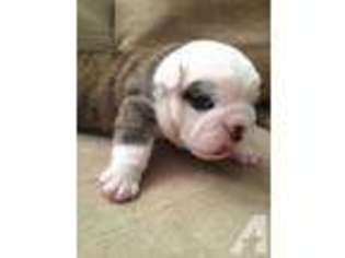 Bulldog Puppy for sale in BREWSTER, OH, USA