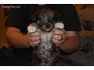 Australian Shepherd Puppy for sale in Fairmont, WV, USA