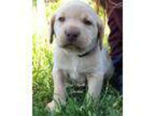 Labrador Retriever Puppy for sale in Kamiah, ID, USA