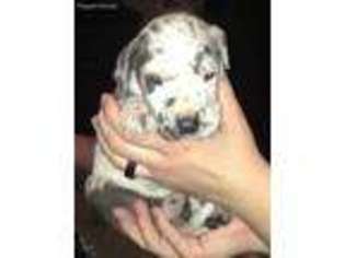 Great Dane Puppy for sale in Harlan, KY, USA