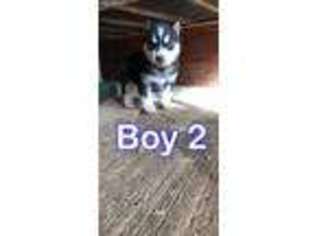 Siberian Husky Puppy for sale in Forest Grove, OR, USA