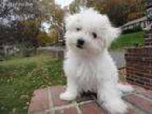 Bichon Frise Puppy for sale in Derry, NH, USA