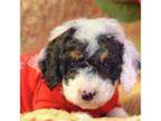 Mutt Puppy for sale in Bristow, OK, USA