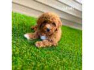 Maltese Puppy for sale in Elmhurst, IL, USA