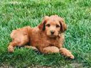 Labradoodle Puppy for sale in San Jose, CA, USA
