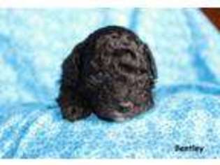 Mutt Puppy for sale in Williamsport, IN, USA