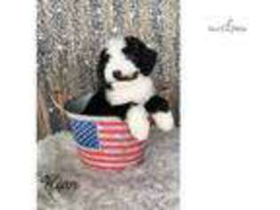 Mutt Puppy for sale in Pittsburgh, PA, USA