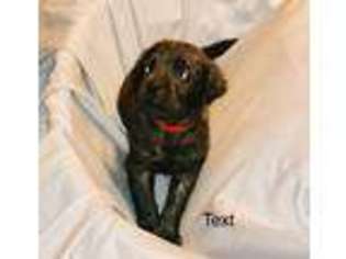 Mastiff Puppy for sale in Evansville, IN, USA