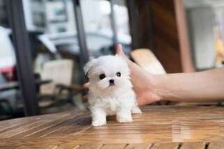 Maltese Puppy for sale in Stamford, CT, USA