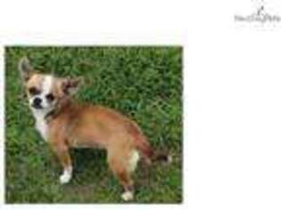 Chihuahua Puppy for sale in Fort Worth, TX, USA