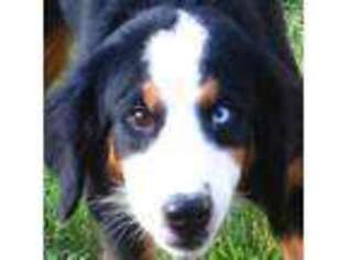 Bernese Mountain Dog Puppy for sale in North Little Rock, AR, USA