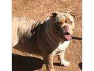 Olde English Bulldogge Puppy for sale in Chaparral, NM, USA