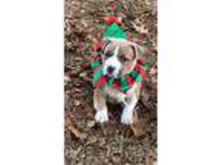 Mutt Puppy for sale in Newton Grove, NC, USA