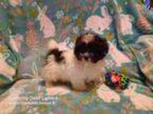 Mutt Puppy for sale in Andrews, SC, USA