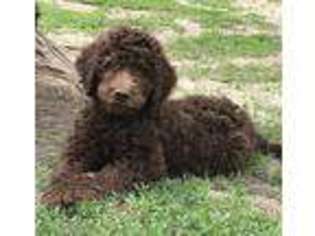 Labradoodle Puppy for sale in Stratford, SD, USA