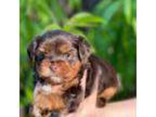 Yorkshire Terrier Puppy for sale in Rancho Cordova, CA, USA