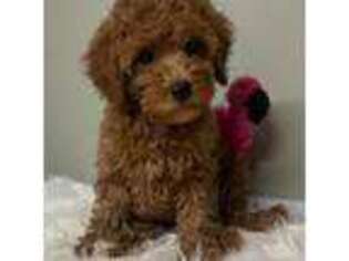 Mutt Puppy for sale in Sussex, NJ, USA