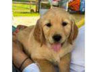 Golden Retriever Puppy for sale in Weaverville, NC, USA